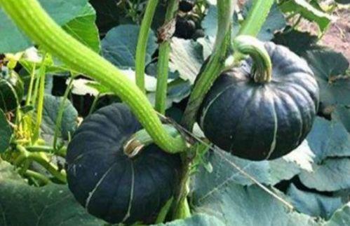 被吃瓜害了的网红有哪些,揭秘网络暴力下的受害者  第2张